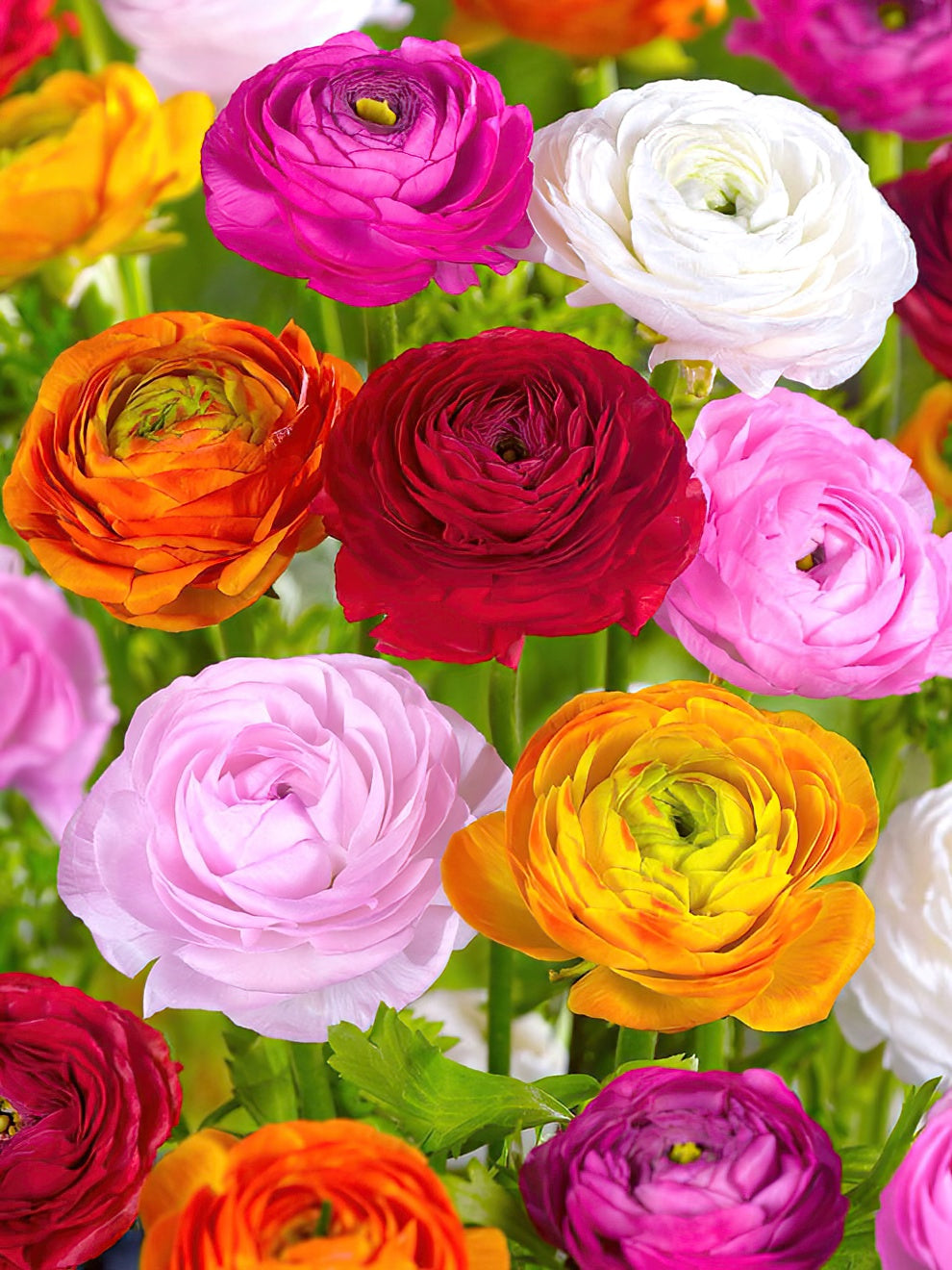 Holand Ranunculus Buy Ranunculus from Holland | Europe Shipping | DutchGrown™