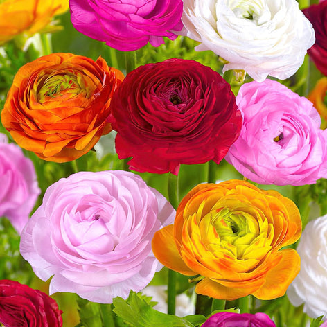 Ranunculus