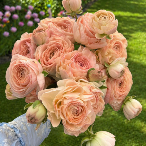 Ranunculus Romance™ Ranunculus Romance™