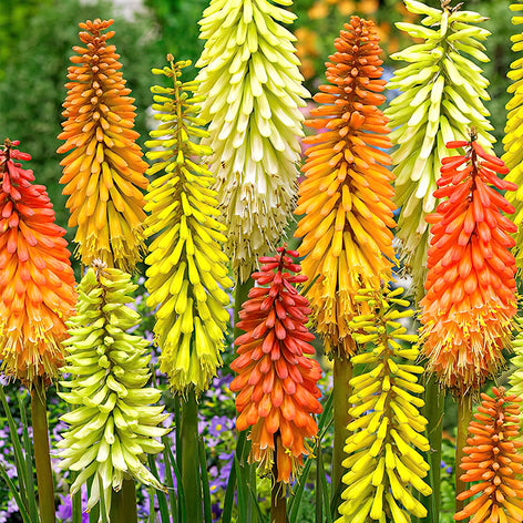 Buy Red Hot Poker (Kniphofia) Bare Roots