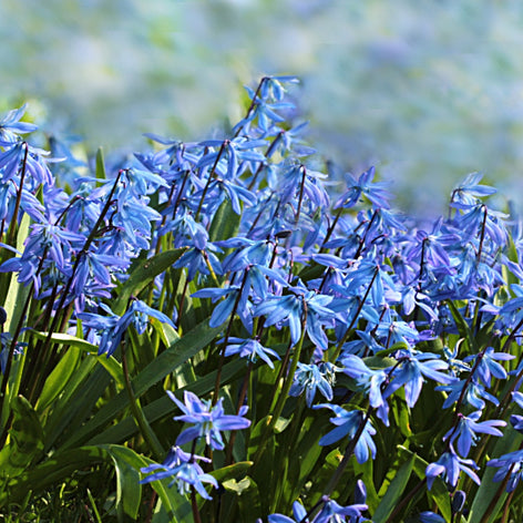 Scilla (Siberian Squill) Scilla or Squill are a dainty yet hardy low-growing variety of Spring flower that are renowned for their excellent naturalising properties.