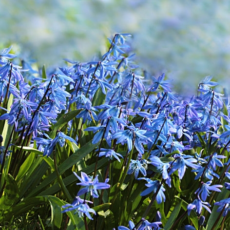 Scilla or Squill are a dainty yet hardy low-growing variety of Spring flower that are renowned for their excellent naturalising properties. 
