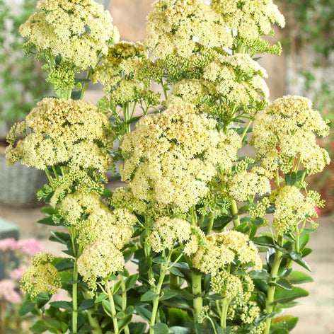 Sedum (Stonecrop)