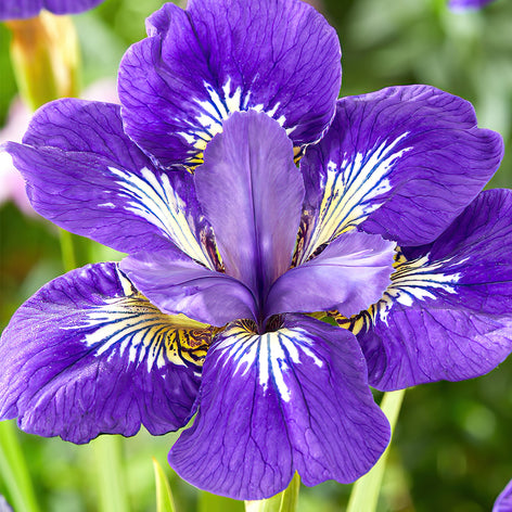 Buy Siberian Iris (Iris Sibirica) 