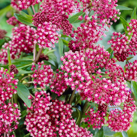Asclepias (Swamp Milkweed) Buy Asclepias (Swamp Milkweed) Roots