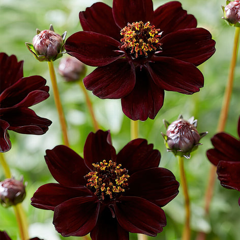 Spring Planted Bulbs and Perennials