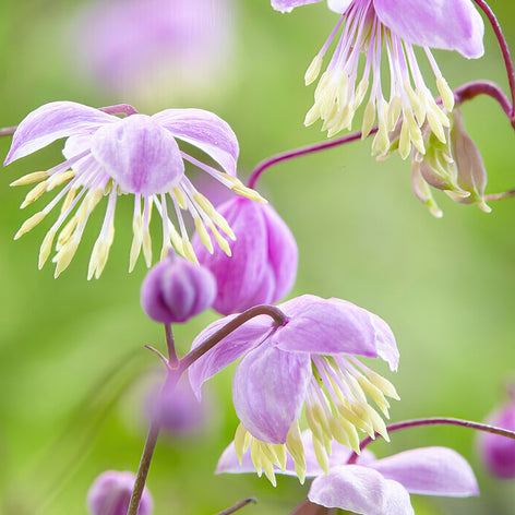 Thalictrum (Meadow Rue) Buy Thalictrum (Meadow Rue)