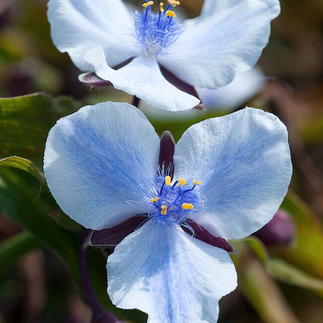 Spiderwort (Tradescantia) Buy Spiderwort (Tradescantia)