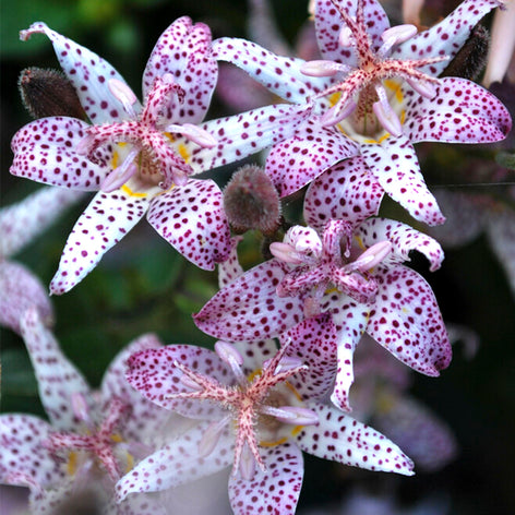 Buy Tricyrtis (Toad Lily) Bare Roots