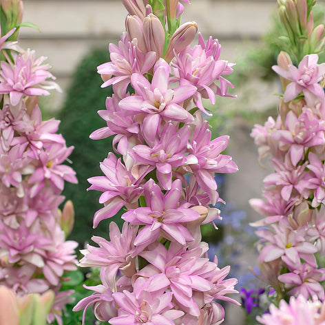 Tuberose (Polianthes) Buy Tuberose (Polianthes) Bulbs