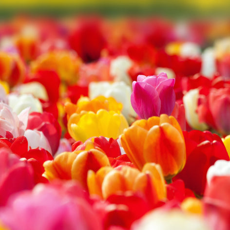 Tulips Tulip Flower Bulbs