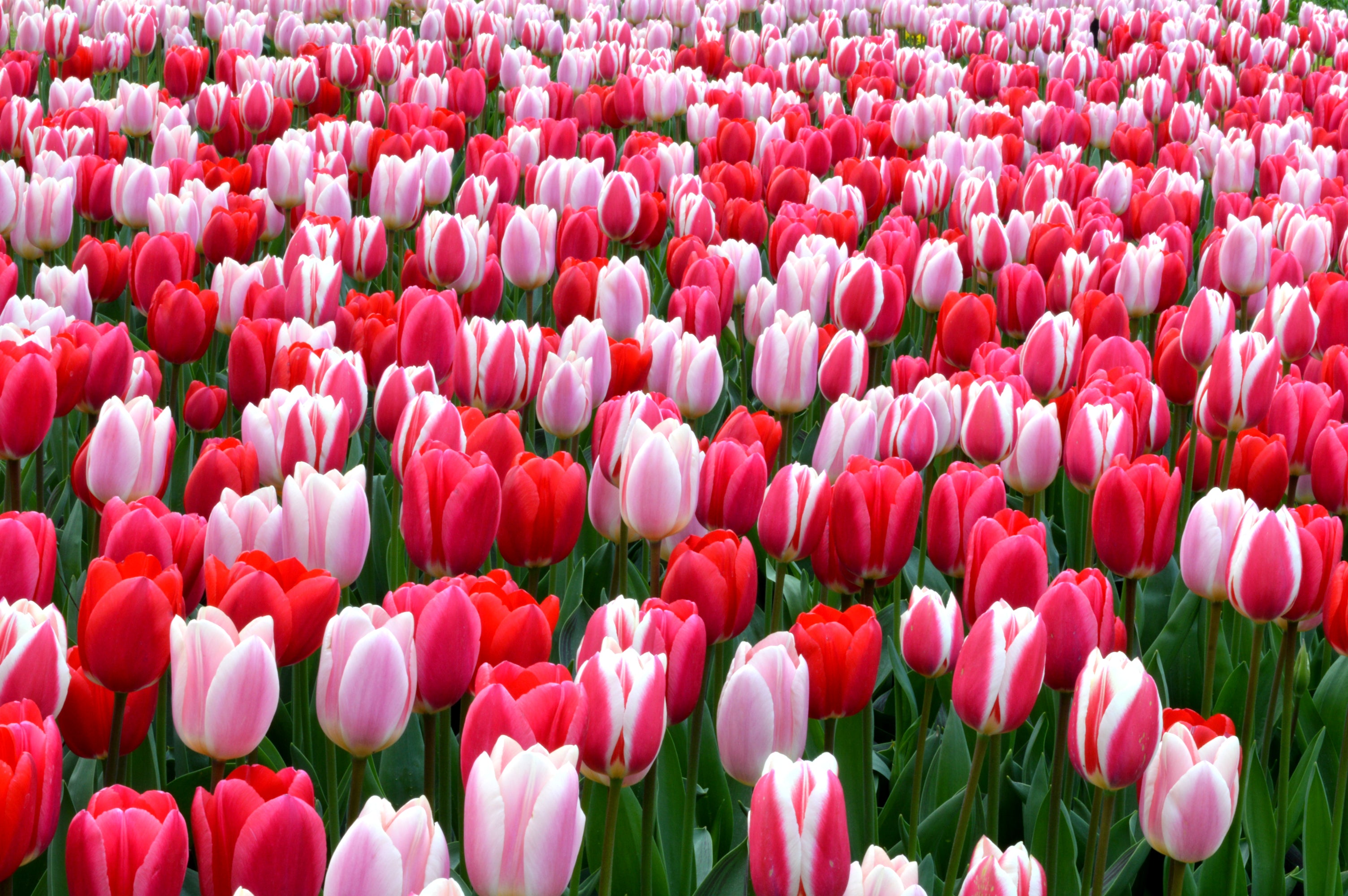 Flower Bulb Collections — Buy Online at DutchGrown™ EU
