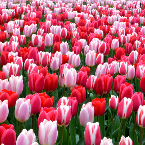 The finest flower bulb collections available in the EU