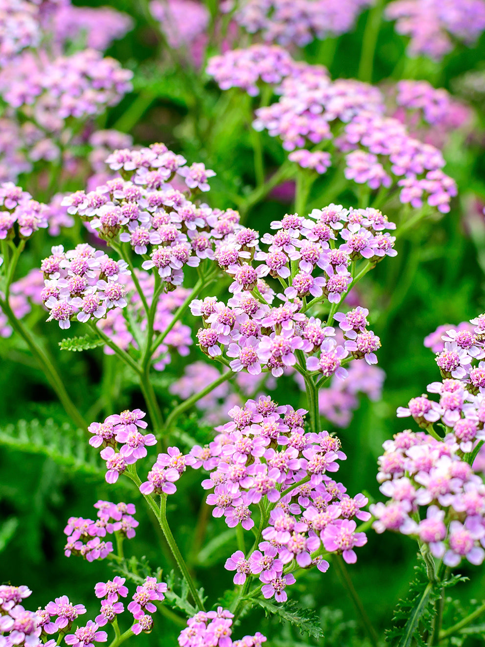 Achillea Ending Blue Bare Roots | DutchGrown™