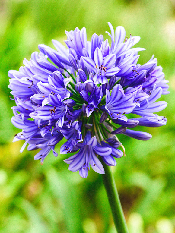 Agapanthus Blue bare roots