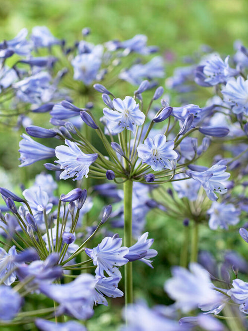 Buy Agapanthus Blue, Shipping to UK in Spring