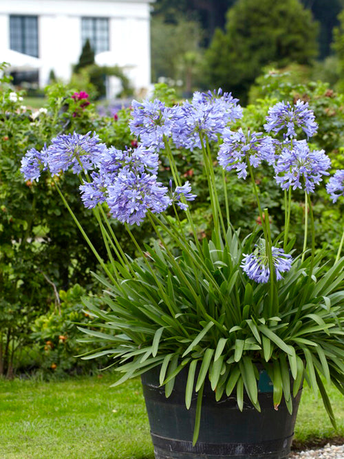 Agapanthus Blue Bare Roots - Agapanthus Blue