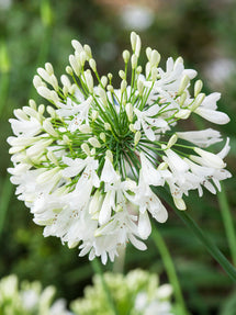 Agapanthus White