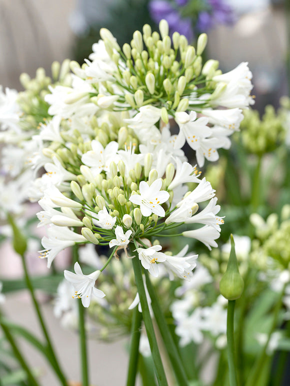 Agapanthus White, Bare Roots for Spring Planting