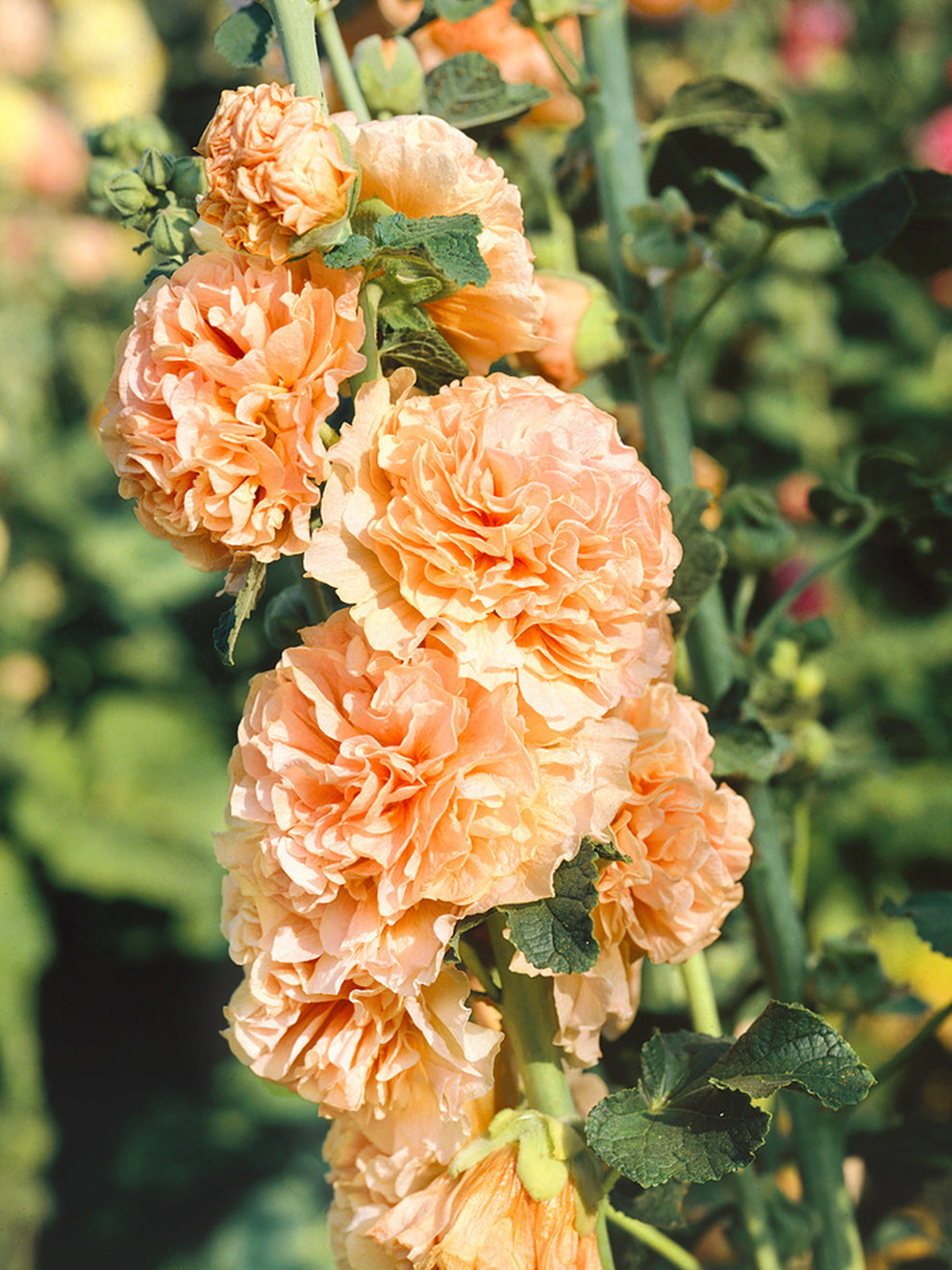 Alcea Chater's Double Apricot (Hollyhock) | DutchGrown™