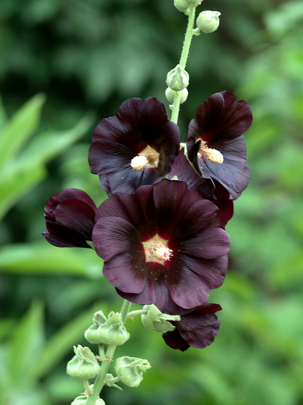 Alcea Rosea Maglione Donna Scollo A V Con Cerniera – Morbido A Maniche Lunghe In Fantasia Fatigue E Altri Colori