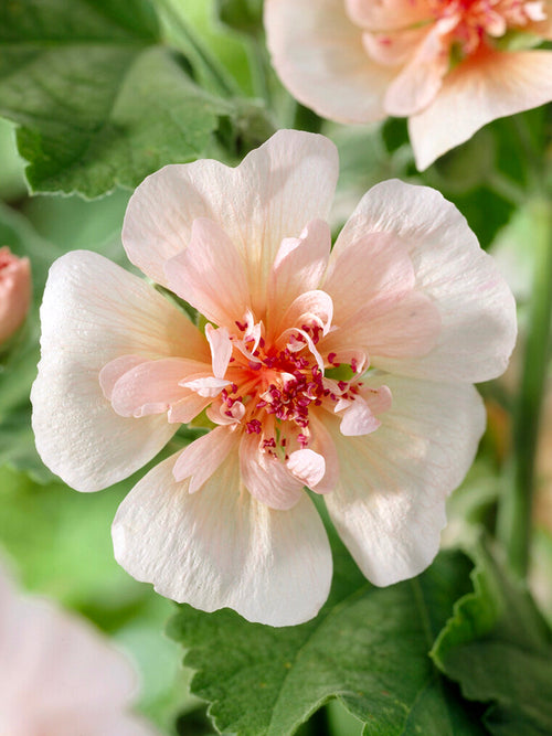 Alcea Park Frieden (Hollyhocks) bare root plants