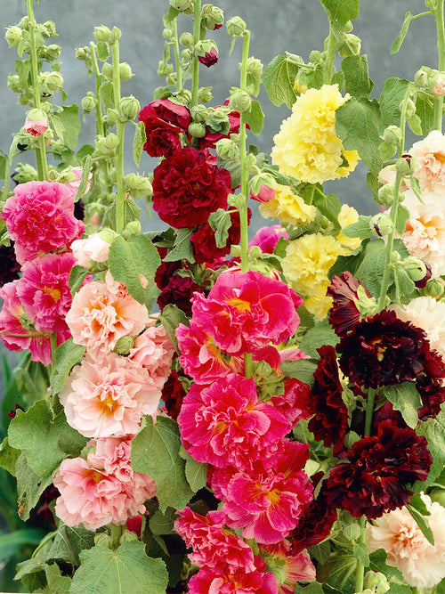Buy Alcea Rosea Chaters Double Mixed bare roots