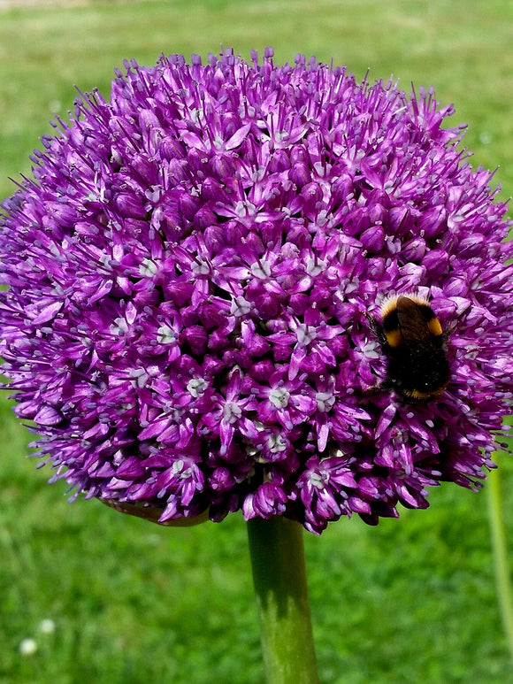 Purple Allium Ambassador Flower Bulbs