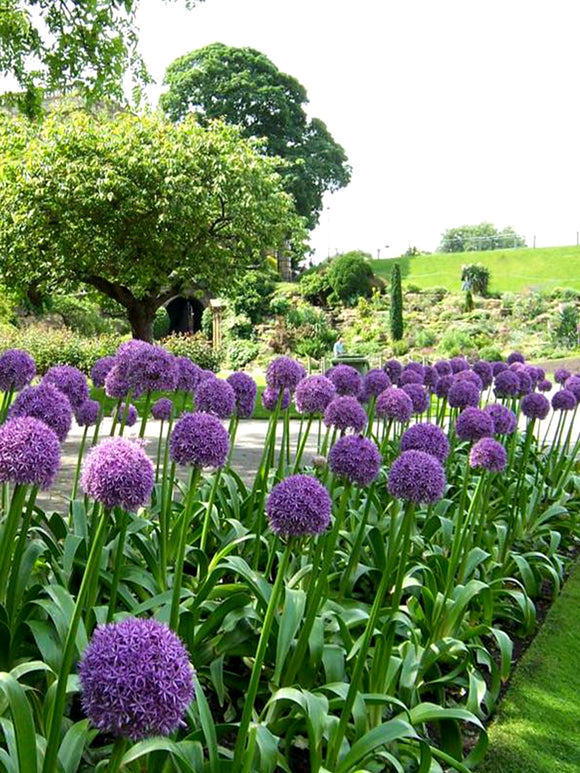 Purple Allium Ambassador Flower Bulbs