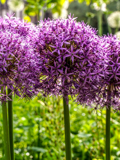 Allium Ambassador Flower Bulbs