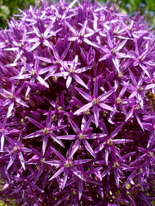 Purple Allium Ambassador 