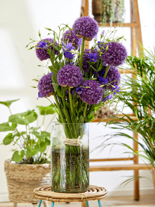 Purple Allium Ambassador Flower Bulbs