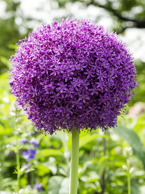 Purple Allium Ambassador Flower Bulbs