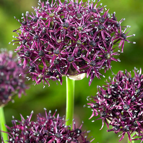 Allium Atropurpureum