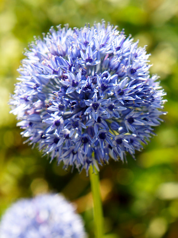 Allium Azureum - Blue Allium Flower Bulbs - DutchGrown™