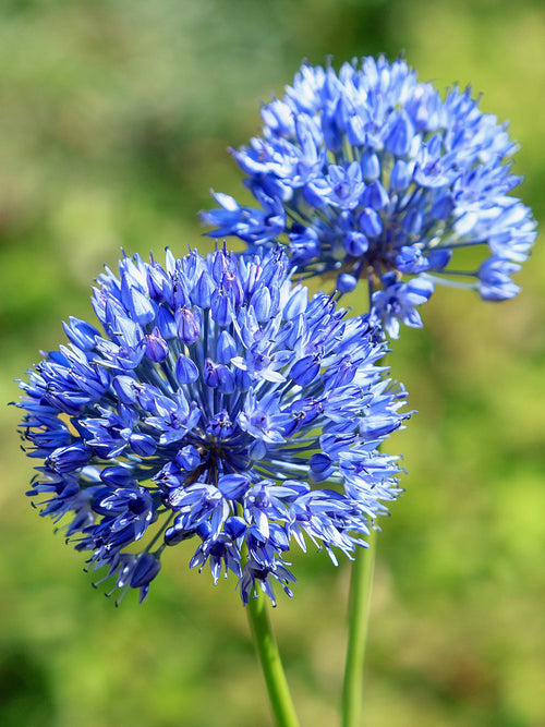 The Blue Allium - Ornamental Onion - DutchGrown Flower Bulbs