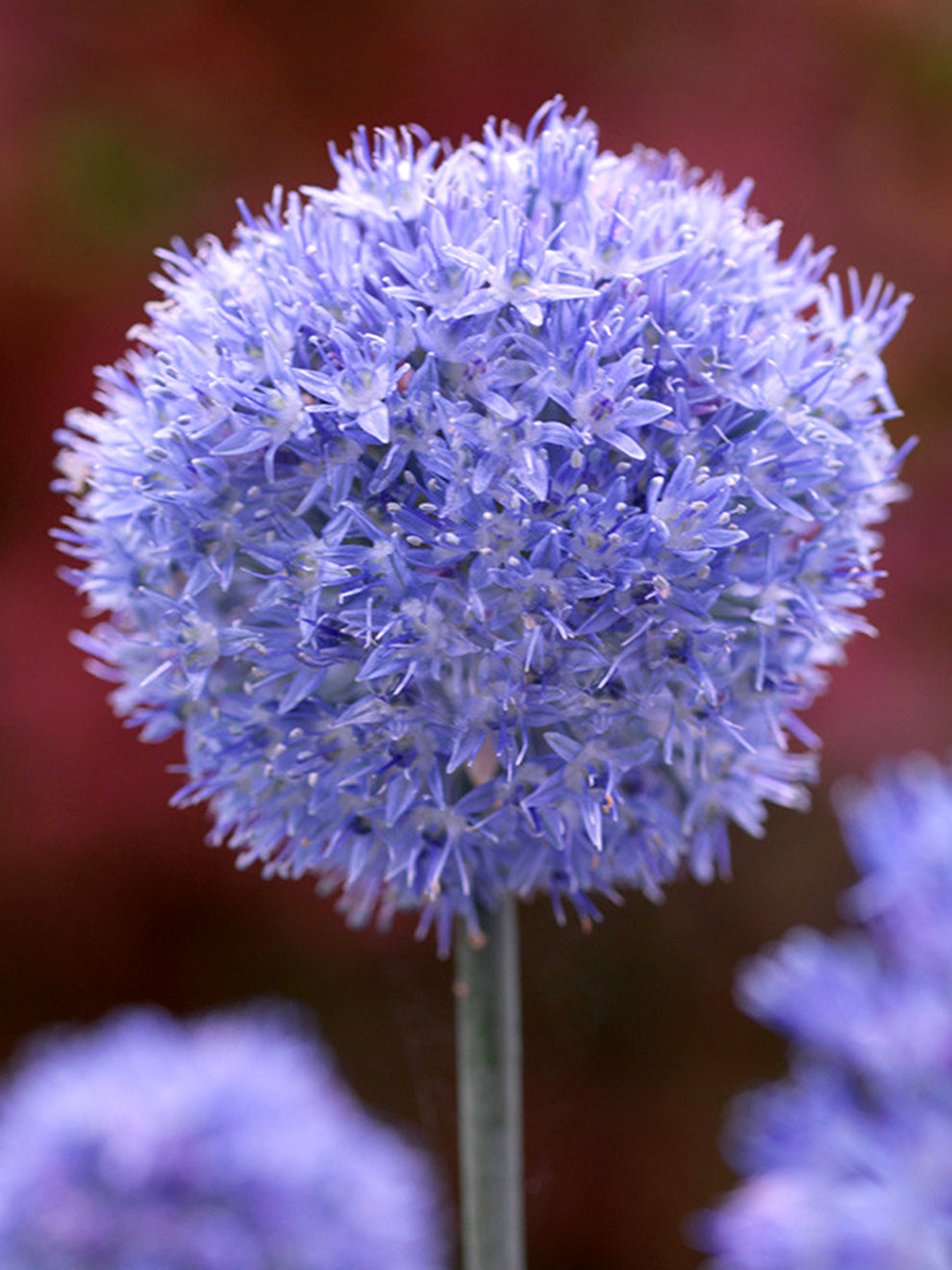 Azureuma Blue Allium Azureum Bulbs | DutchGrown™ EU