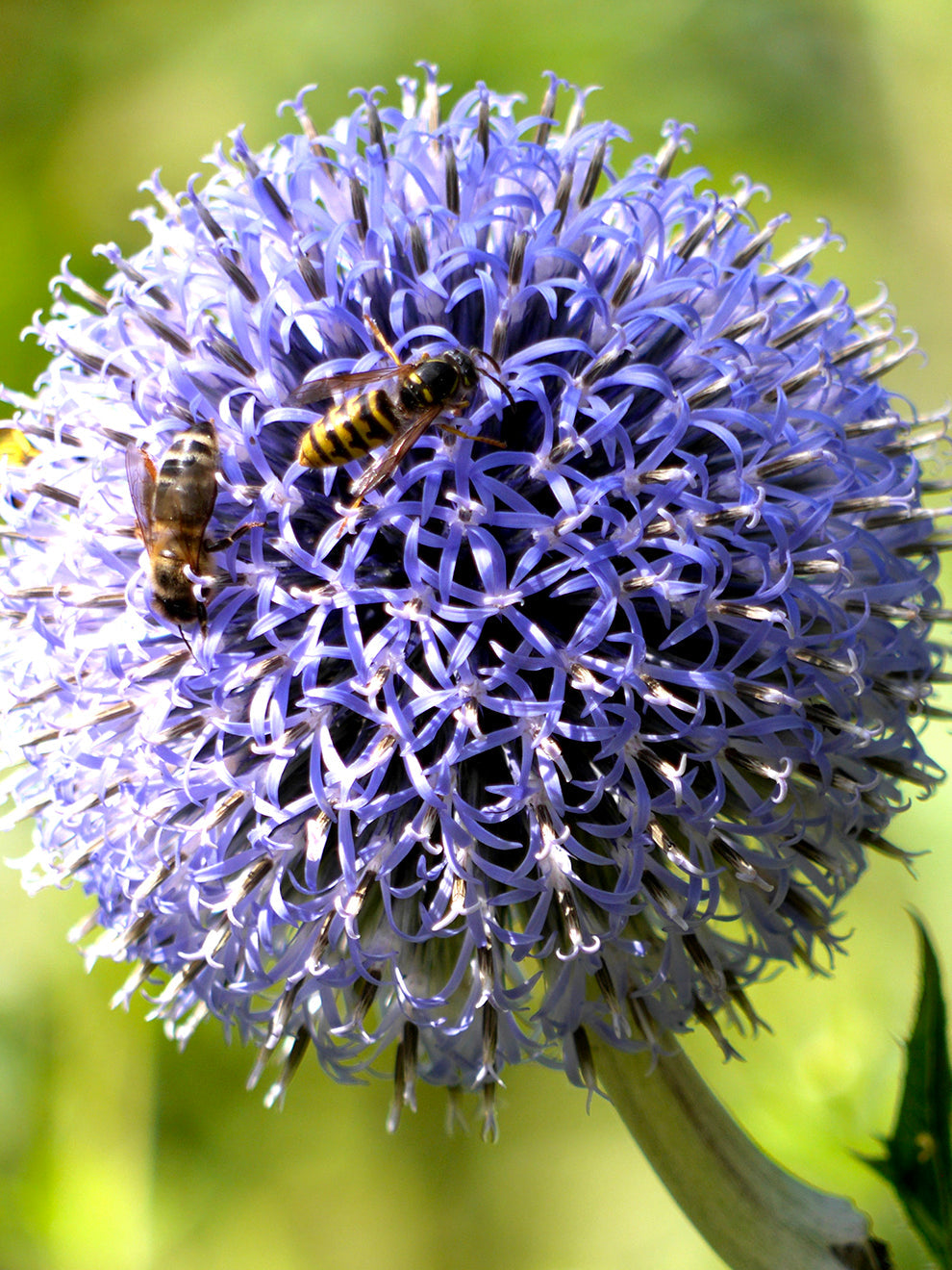Azureuma Blue Allium Azureum Bulbs | DutchGrown™ EU