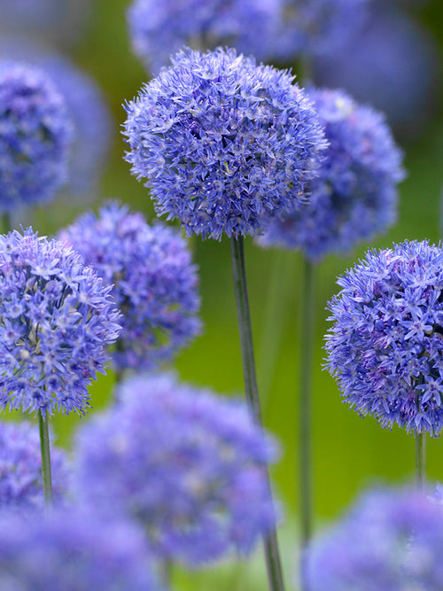 Blue Allium Flowers - Ornamental Onion - Autumn Planted Allium Bulbs