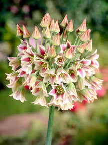 Allium Bulgaricum (Summer Bells)