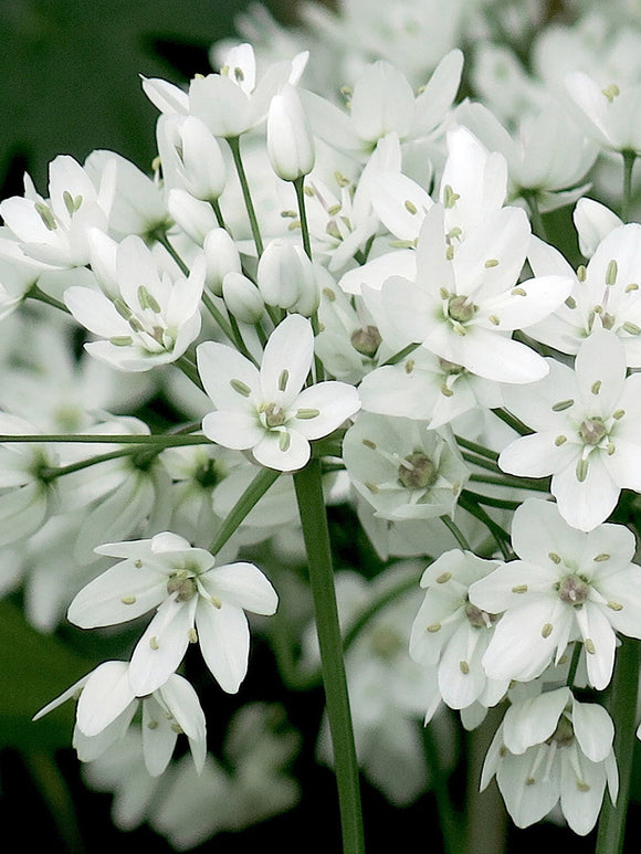 Allium Cowanii - White Allium Flower Bulbs - DutchGrown™