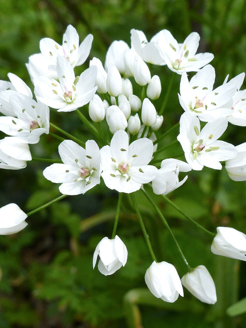 White Allium Cowanii - Ornamental Onion - Autumn Planted Flower Bulbs