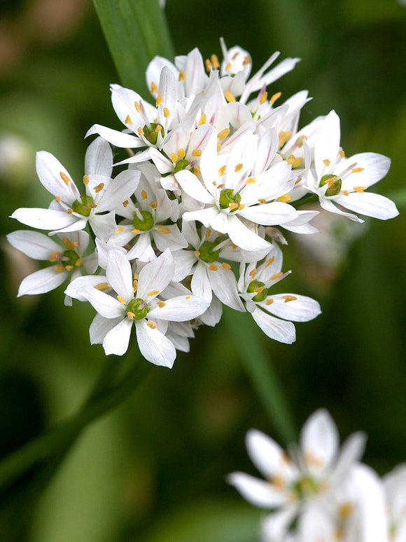 Allium Cowanii Flower Bulbs - White Flowers - DutchGrown™