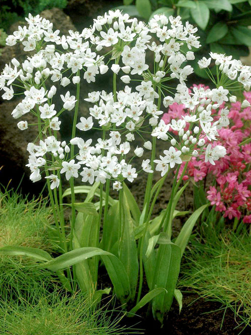 White Allium Cowanii - Flower Bulbs - DutchGrown™