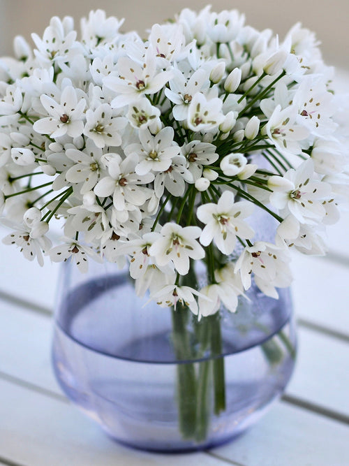 White Allium Cowanii - Ornamental Onion - Autumn Planted Flower Bulbs