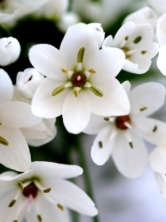 White Allium Cowanii - Ornamental Onion - Autumn Planted Flower Bulbs