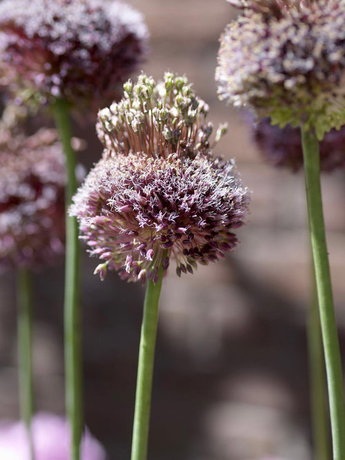 Allium Forelock - Unusual Red and White Allium