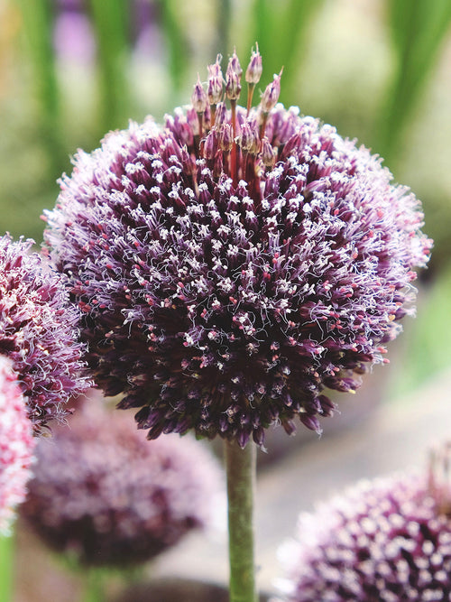 Allium Forelock - Unique Top Quality Allium Bulbs EU shipping