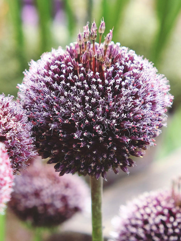 Allium Forelock - Unique Top Quality Allium Bulbs EU shipping