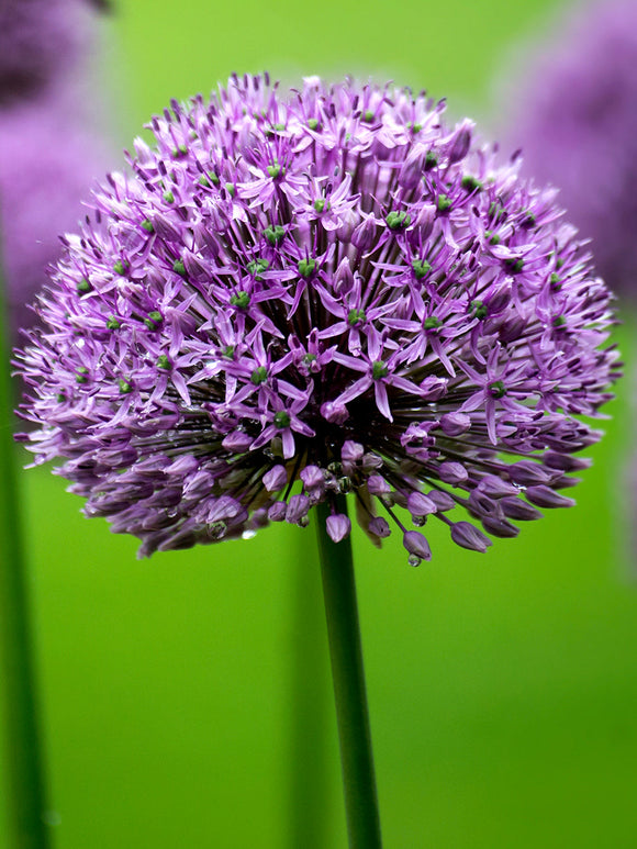 Allium Gladiator Bulbs from Holland